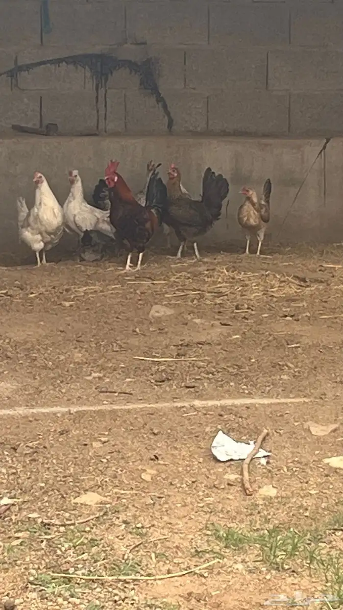 دجاج للبيع 2
