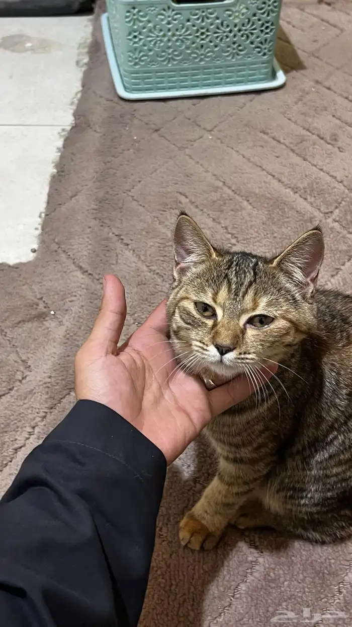 قطه للتبني 1