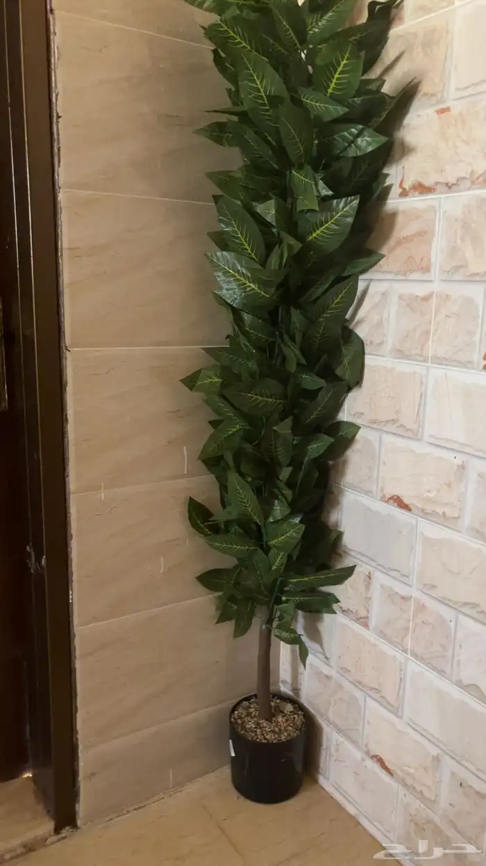 ابرجوره 1