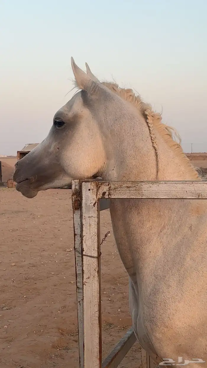 حصان عربي بدون أوراق 3