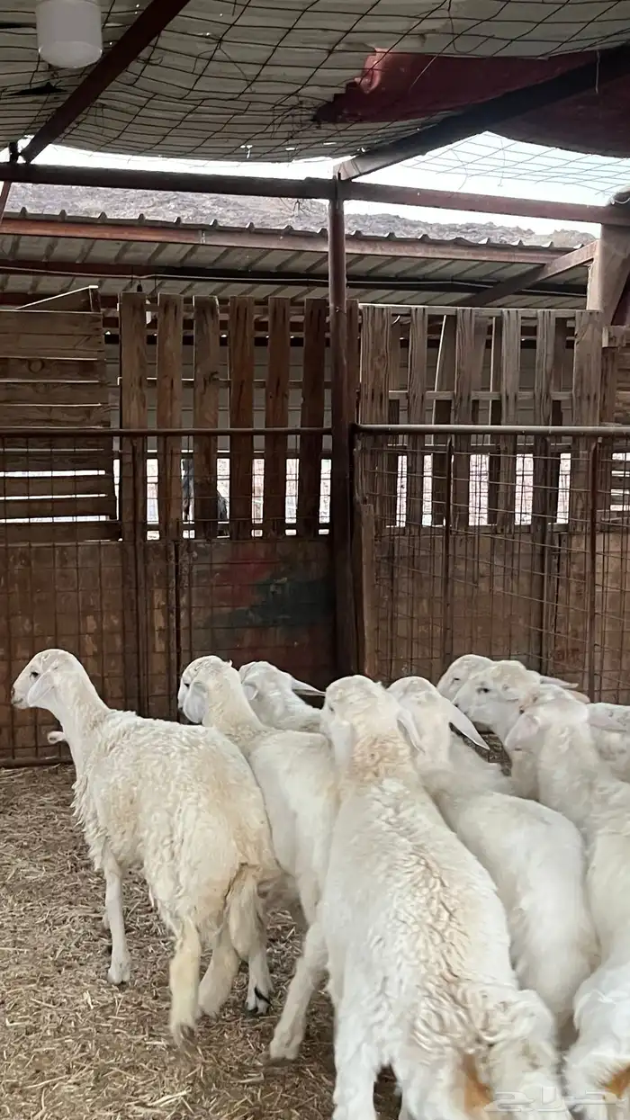 طليان حري ذبايح نظاف شرط 12
