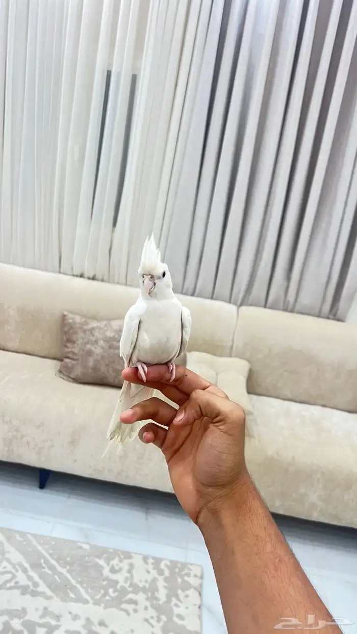 للبيع كروان البينو 0