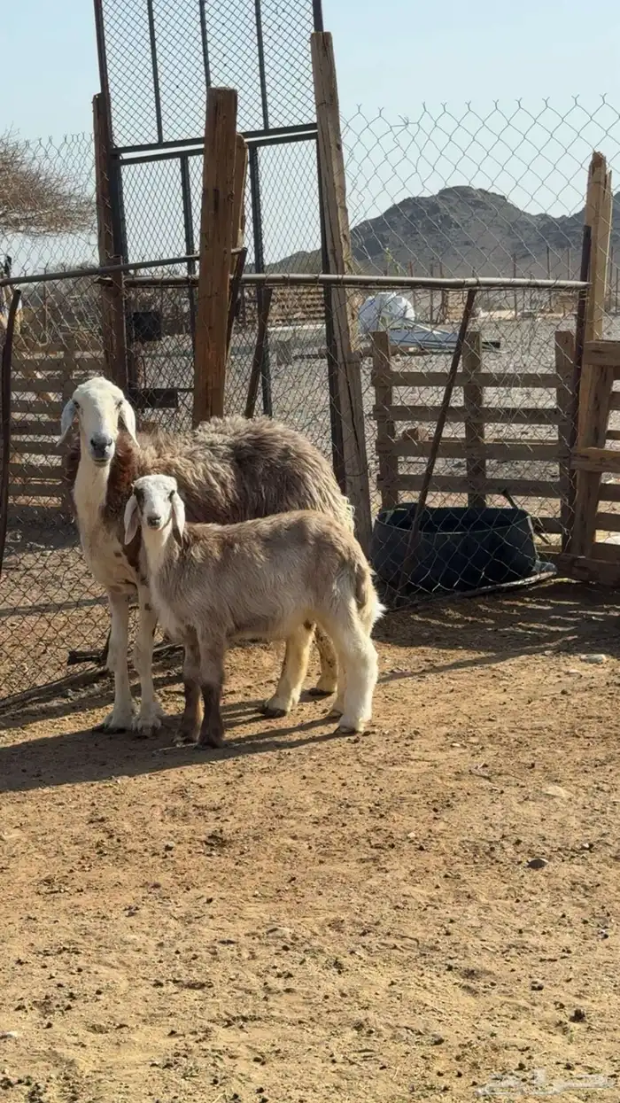 نعجة والد صنف 2