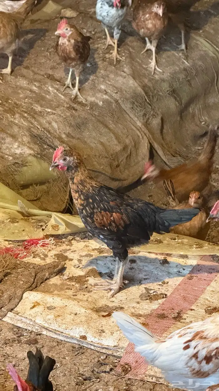 صوص بلدي 2