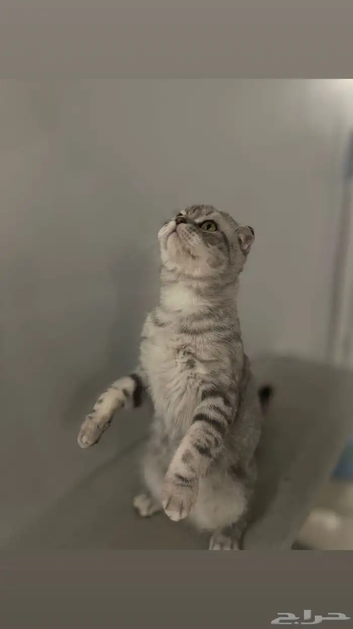 سكوتش ذكر للبيع 1