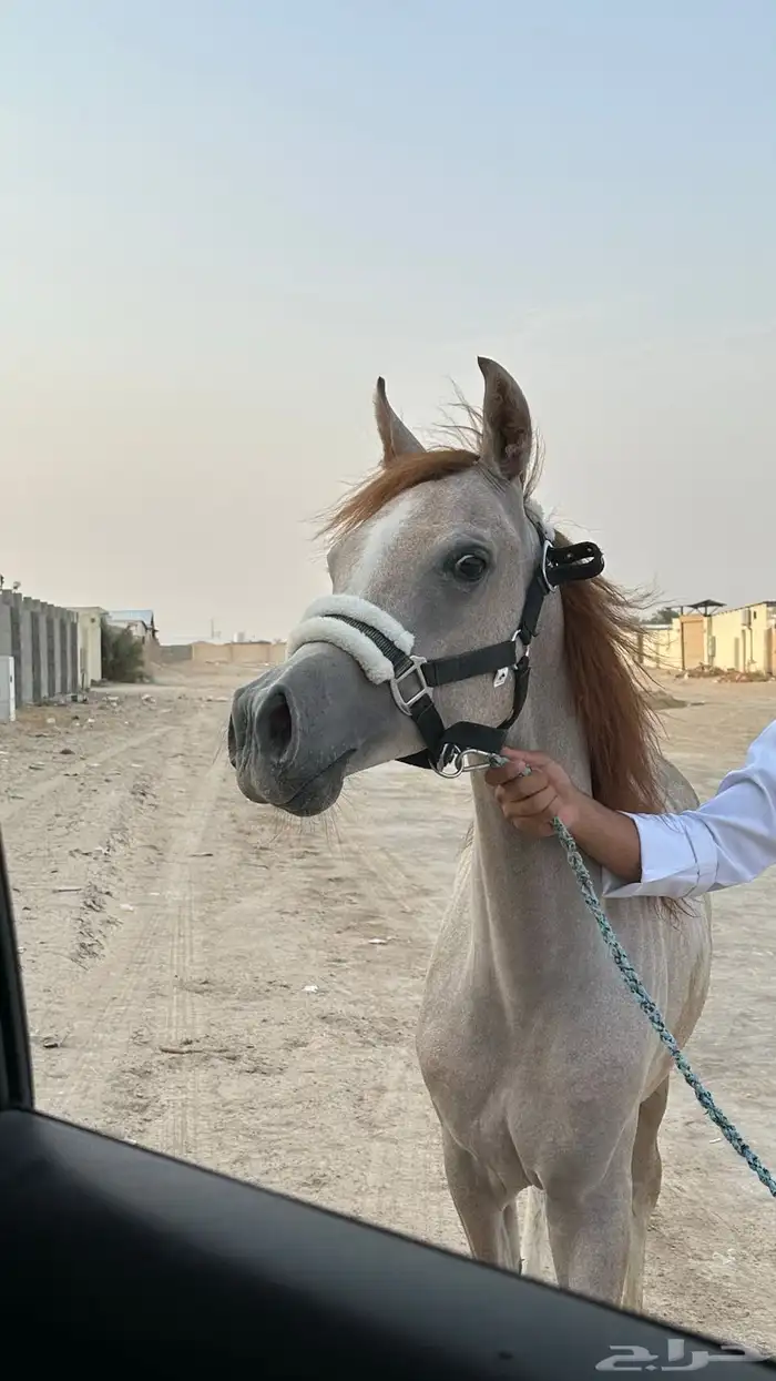 مهر شيخ للبيع 1