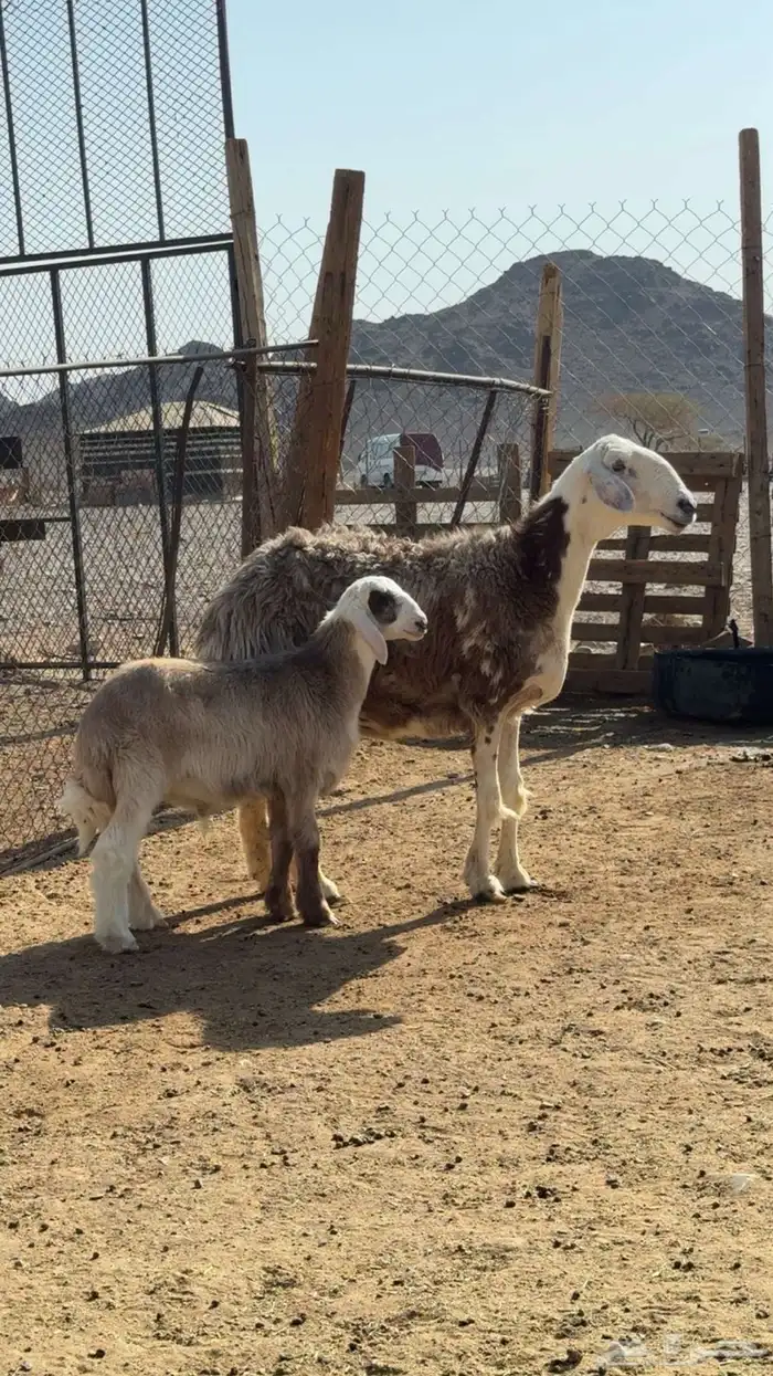 نعجة والد صنف 0