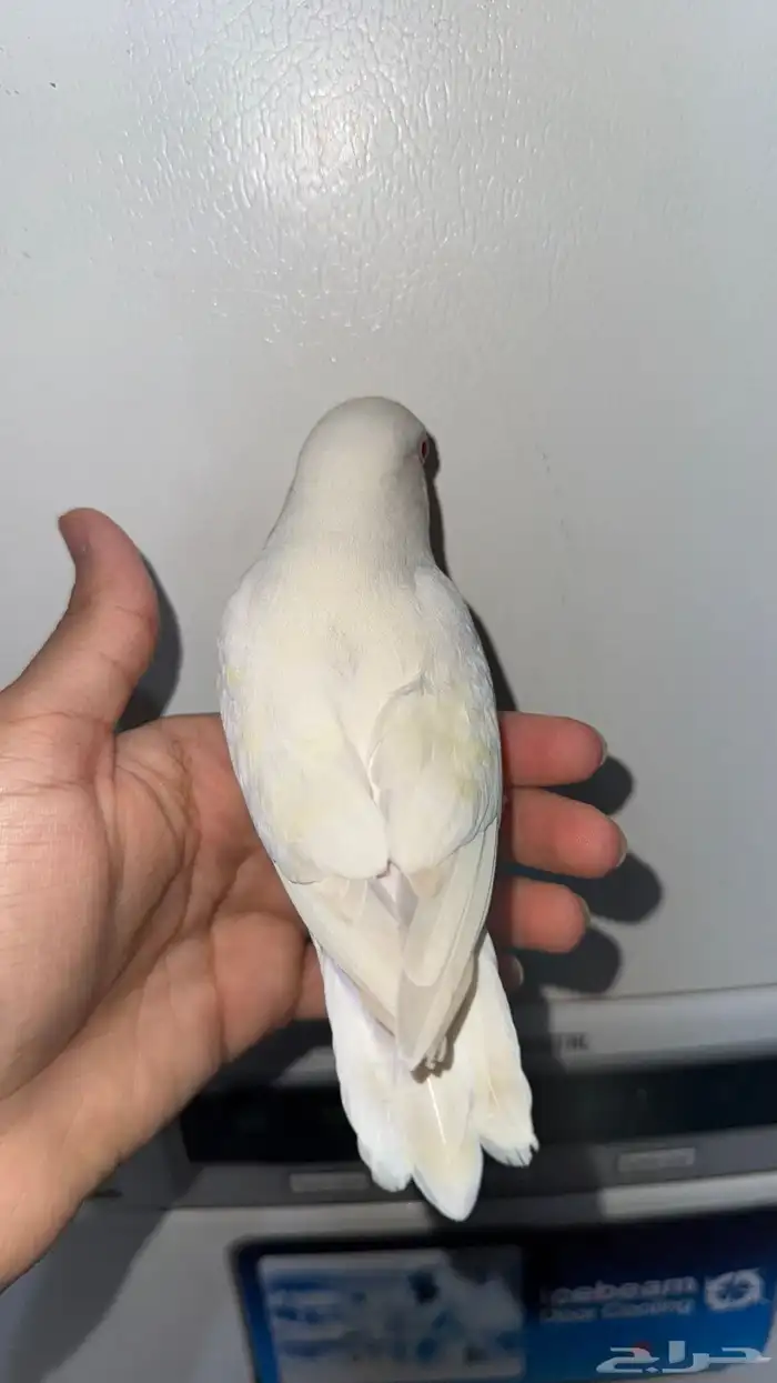 روز البينو 6