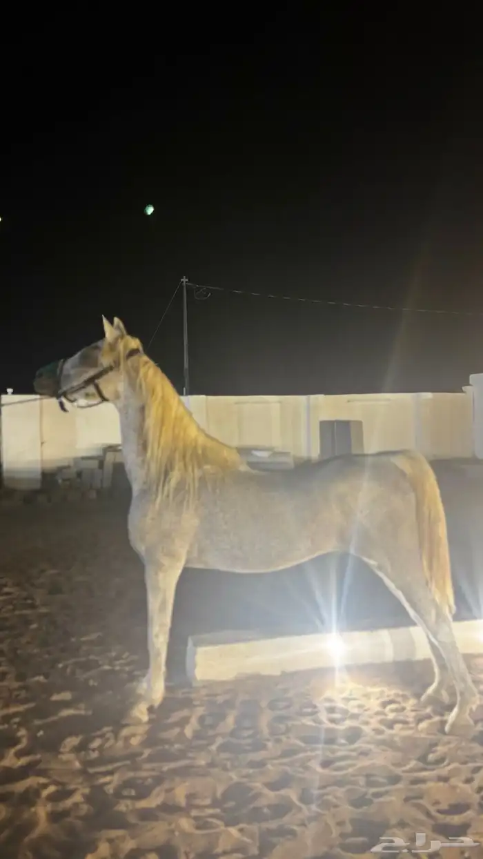 حصان شعبي شيخ 10