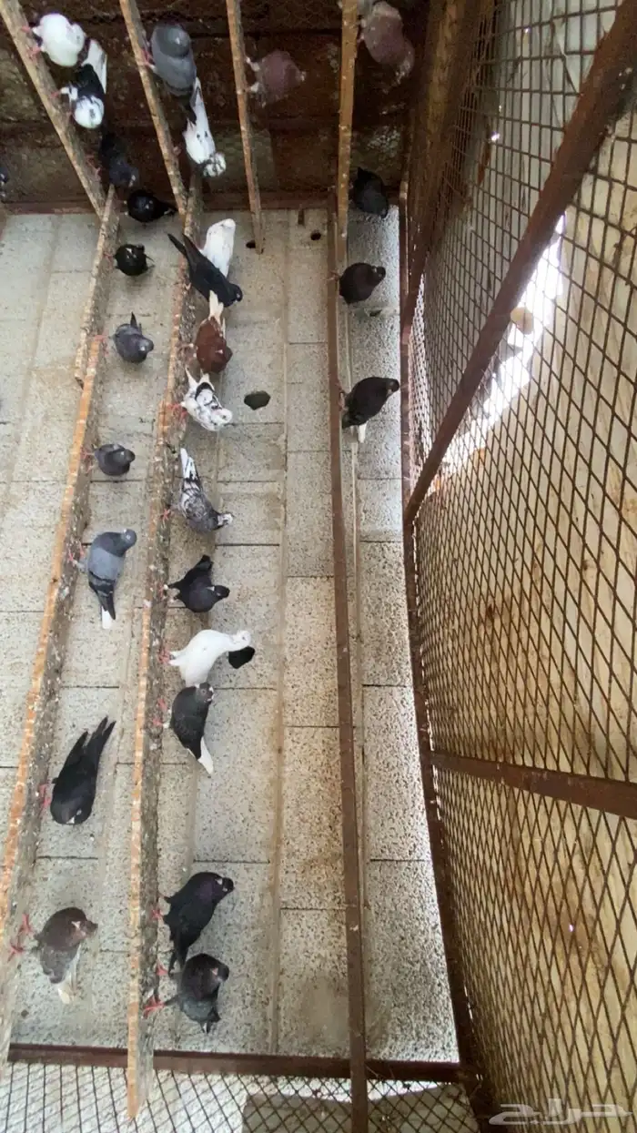 حمام قطايف 5