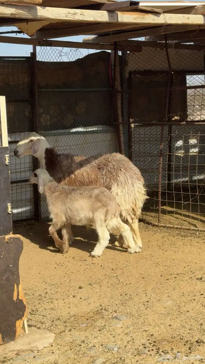 نعجة والد صنف 4