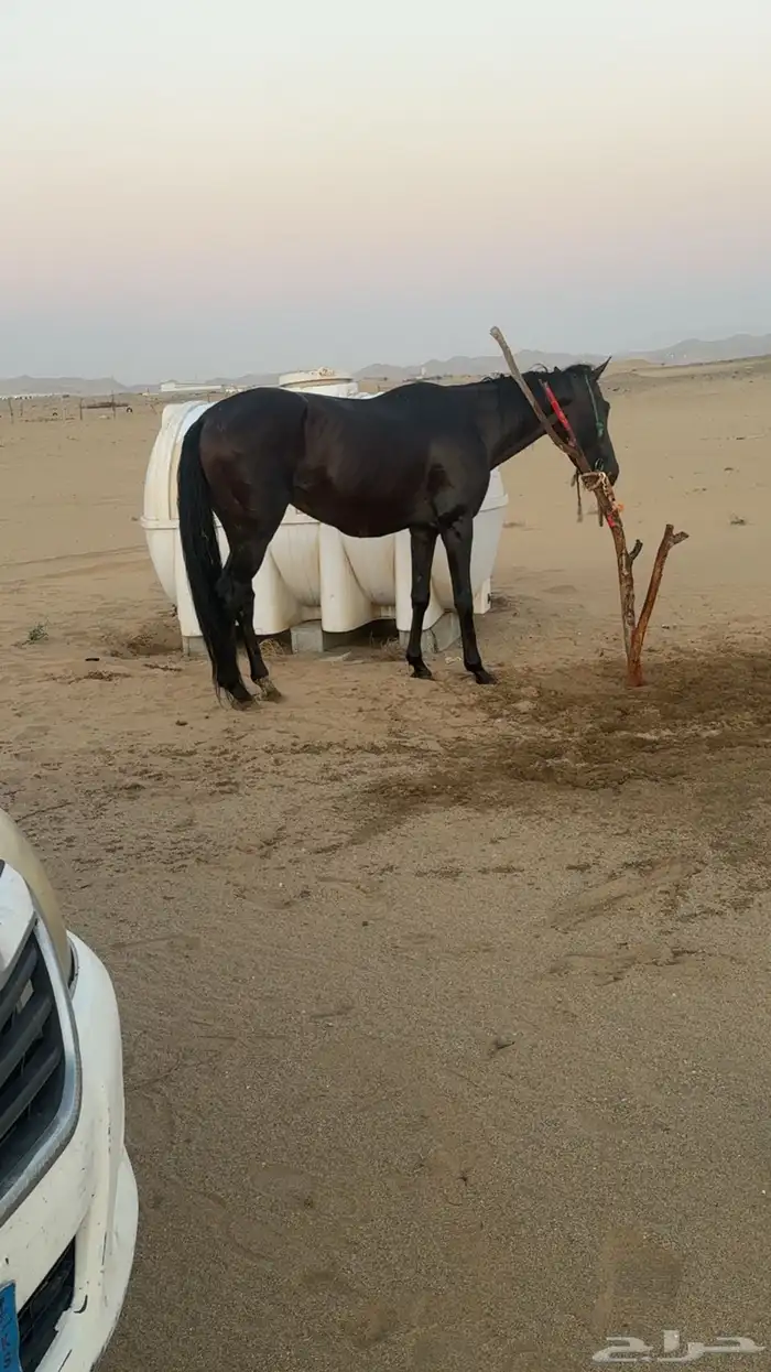 حصان انقليزي بطل سبوق محقق بحفر الباطن التواصل واتس 4
