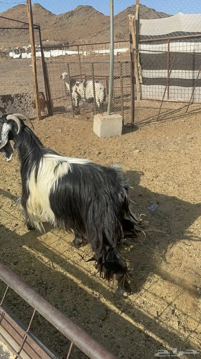 عنز عارضيه حايل فل شحم(تم البيع ) 5