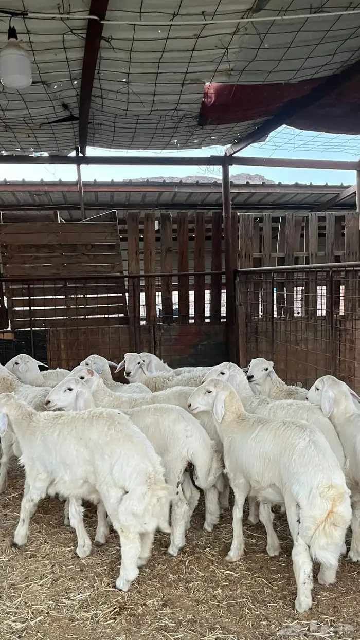 طليان حري ذبايح نظاف شرط 9
