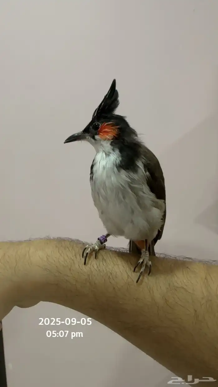 بلبل ماليزي لاوس اليف 0