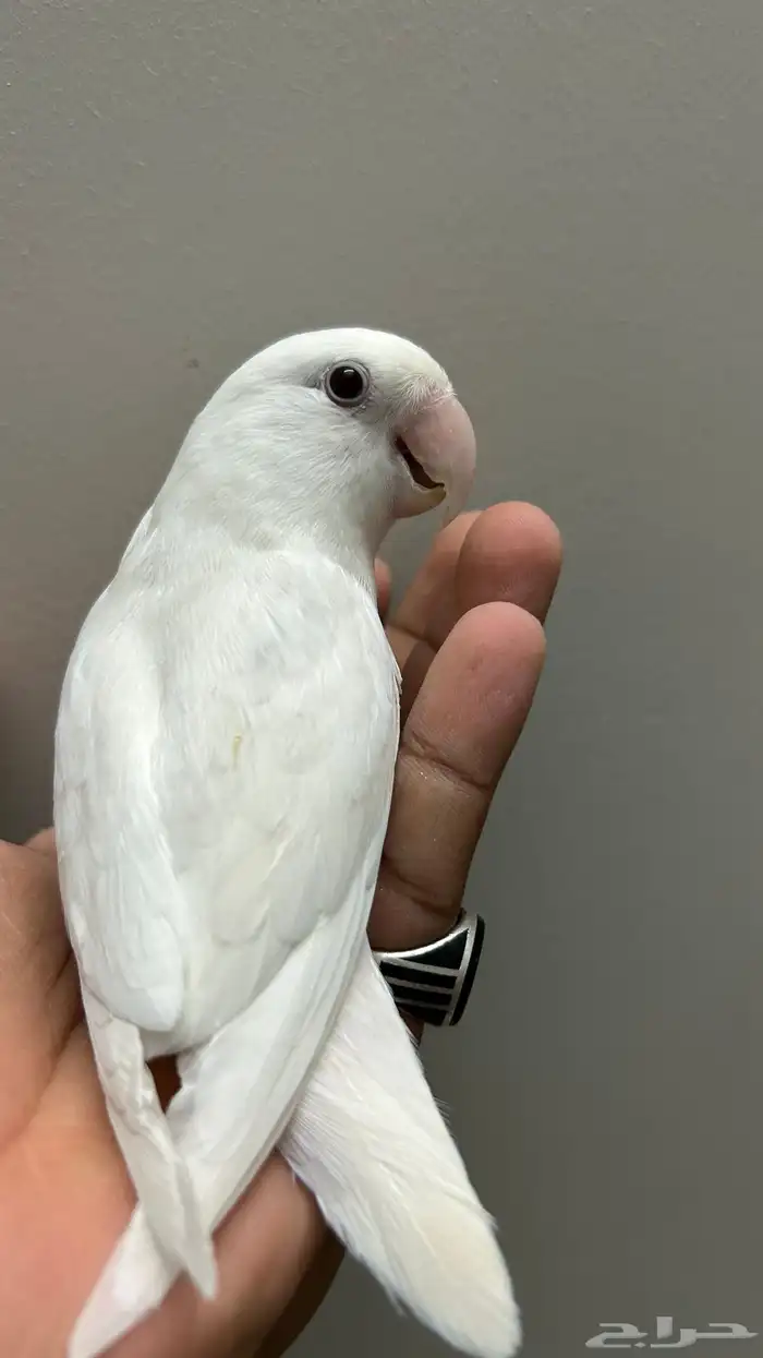 ببغاء روز للبيع 5
