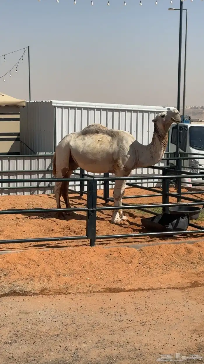سوق طويق مقر التميز 50 0