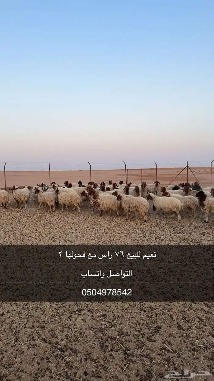 نعيم للبيع 0