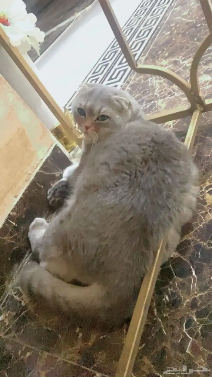 زوج قطط للبيع 2