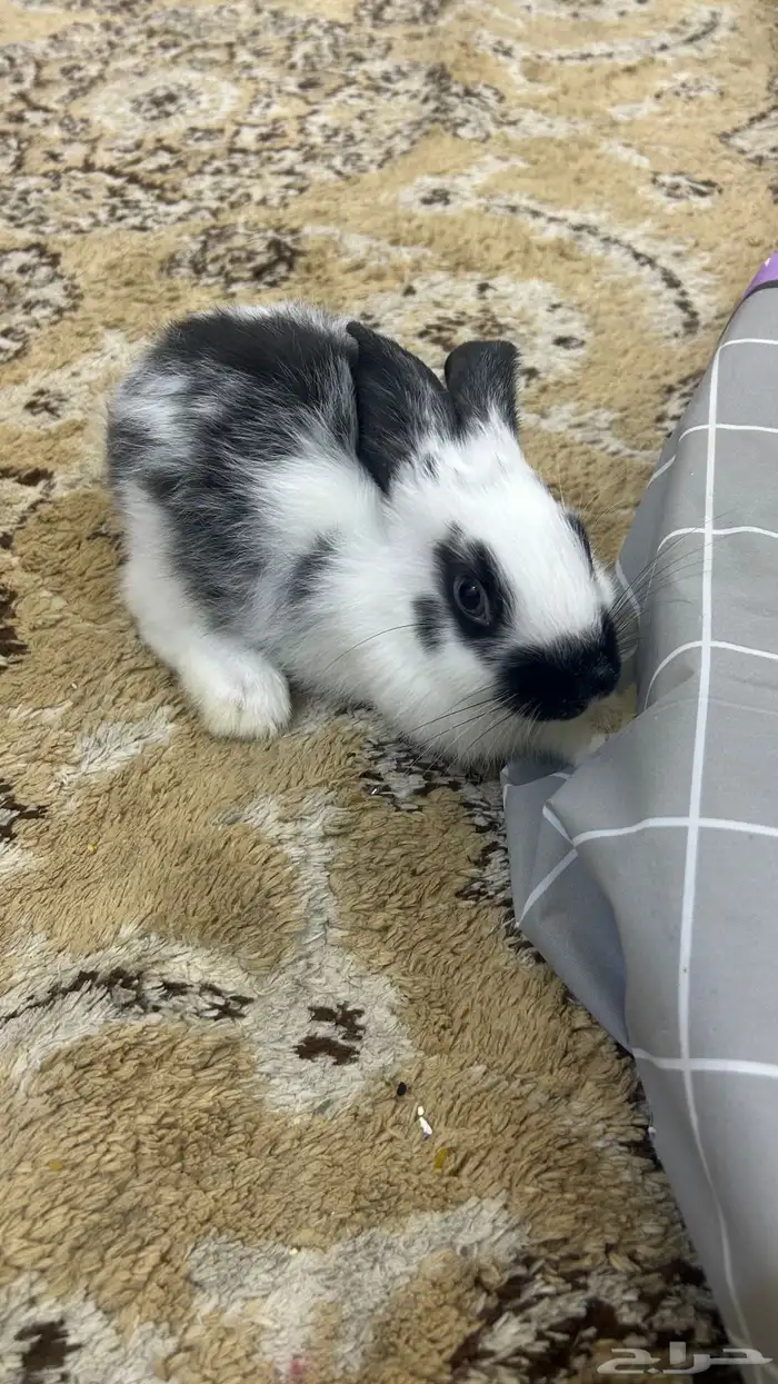 أرنب للبيع انثاء العمر شهرين 0