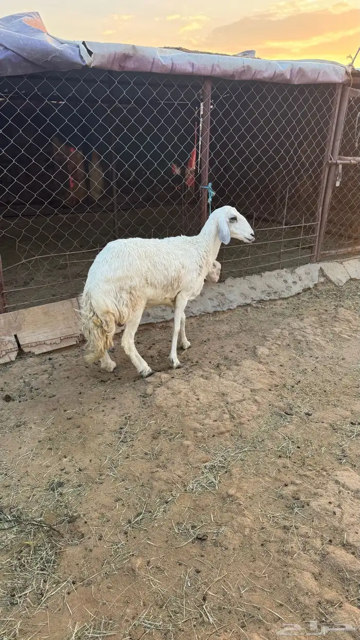 للبيع شاه رباع مقلعه سديس دافع 2