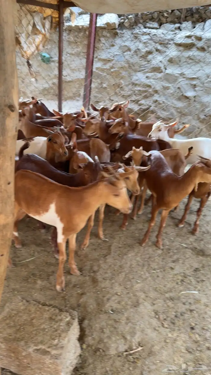 معزا دهم للبيع متابيع ودفيع 9