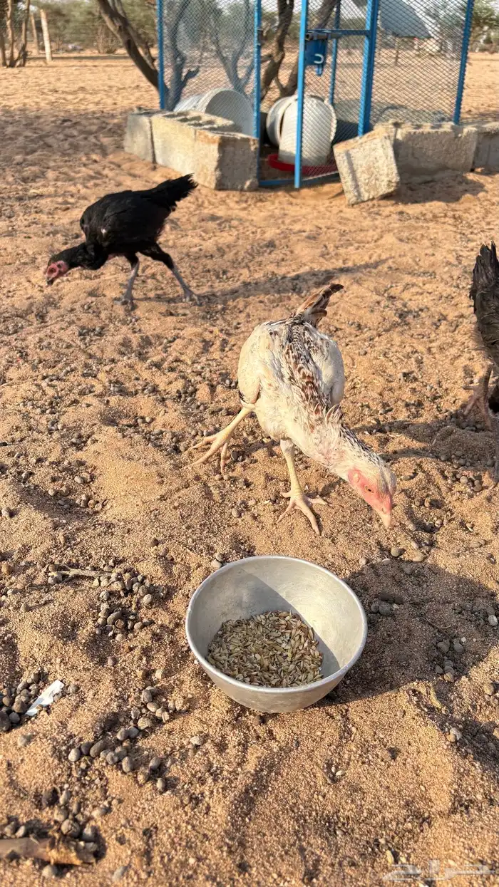 للبيع دجاج باكستاني 1