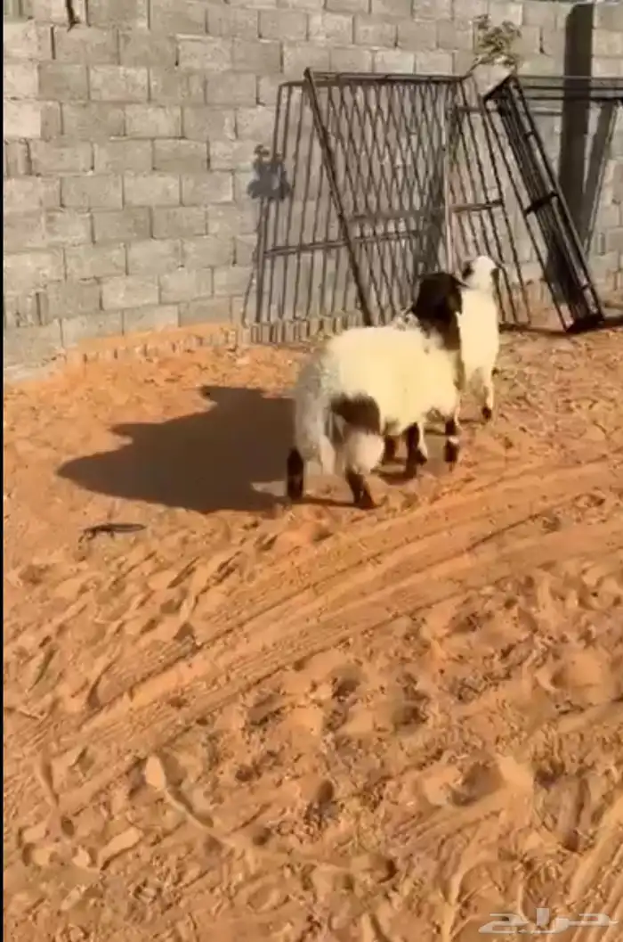 خرفان 1