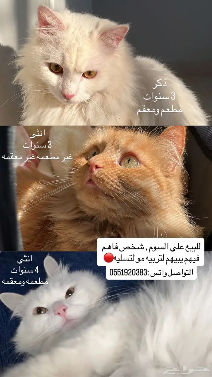 3 قطط شيرازيه للبيع 0