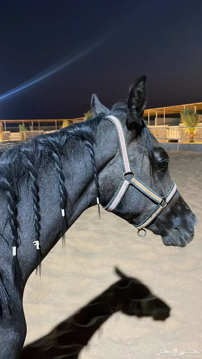 مهر ادهم 3