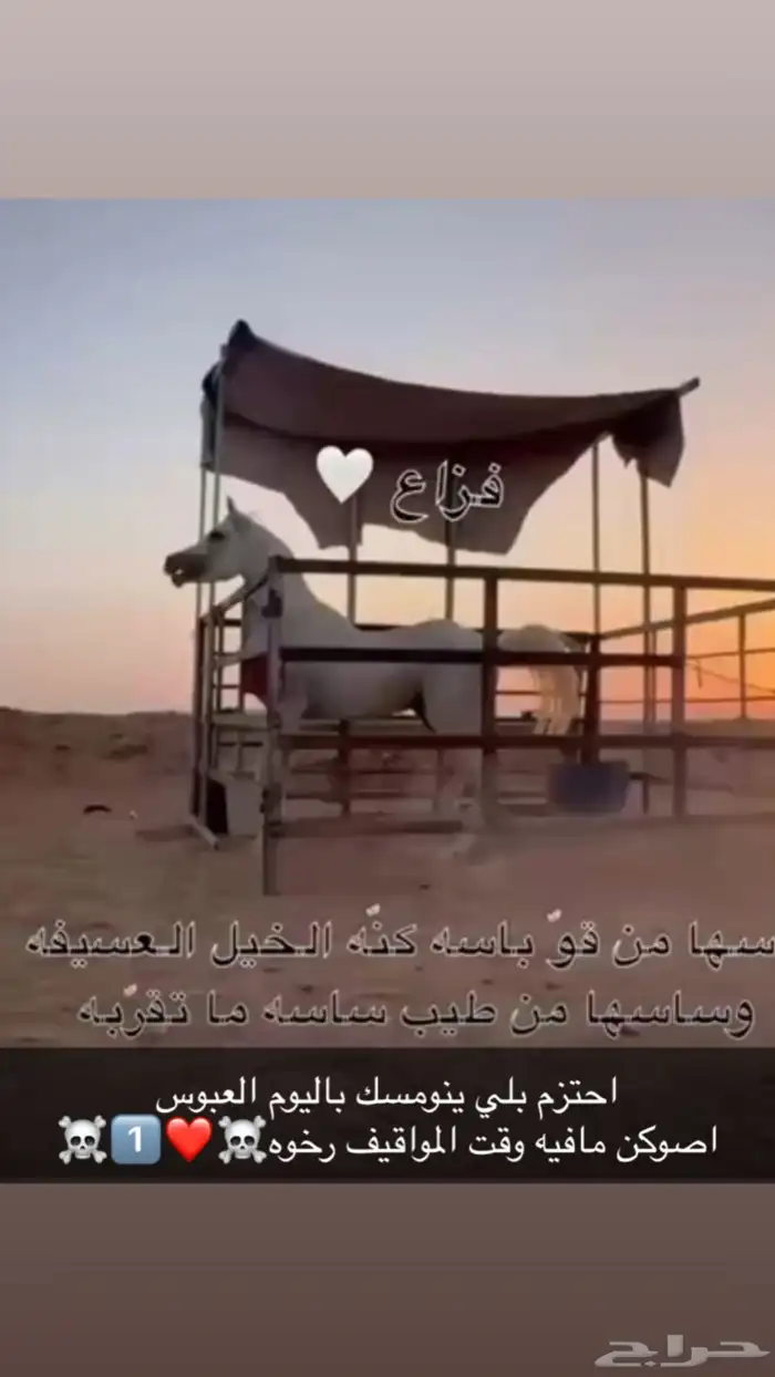 حصان عربي بدون أوراق 7