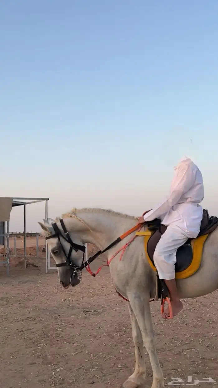 حصان عربي بدون أوراق 2