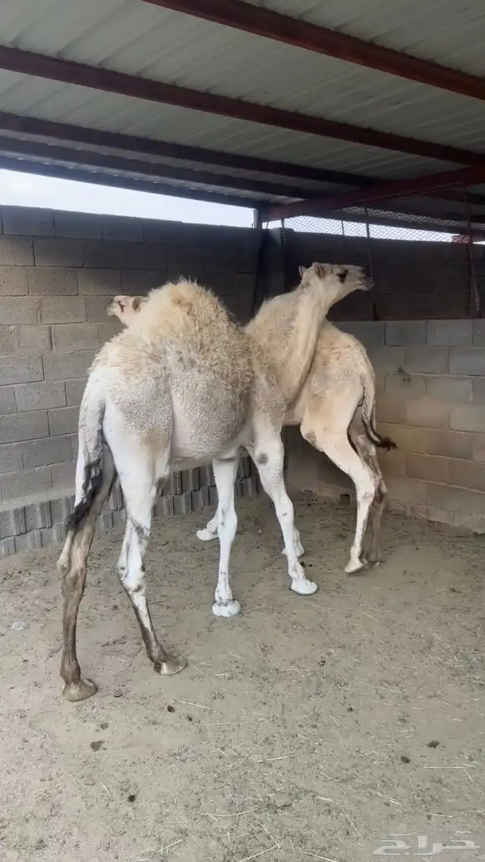 قعودين عفر 2
