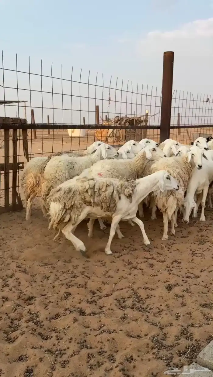 مراح غنم حريات دفيع ( تم البيع ) 0