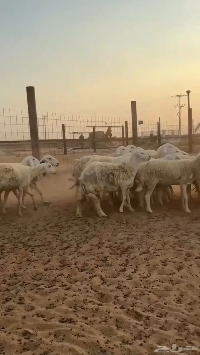 مراح غنم حريات دفيع ( تم البيع ) 3