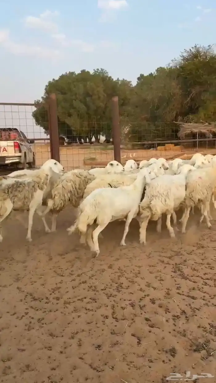 مراح غنم حريات دفيع ( تم البيع ) 2