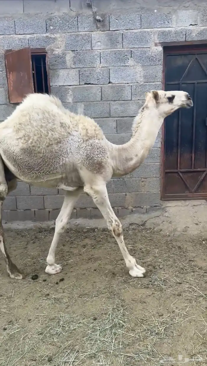 قعودين عفر 4