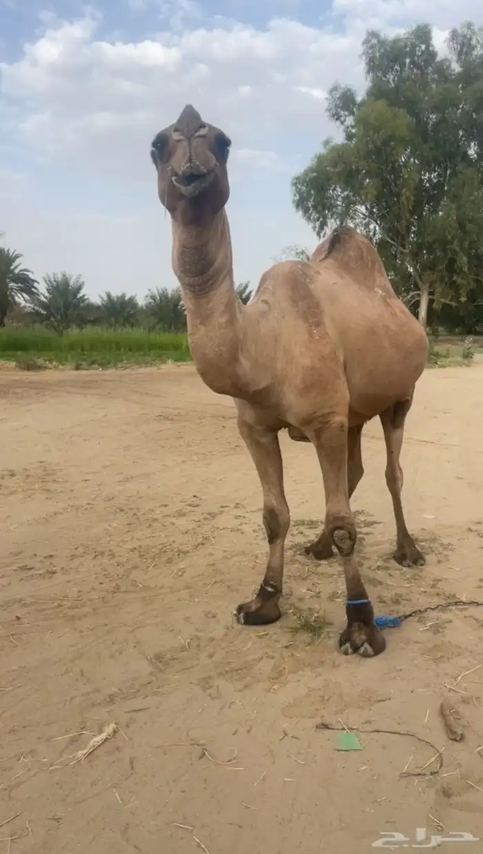 فحل اصفر طيب للبيع مشروط 0