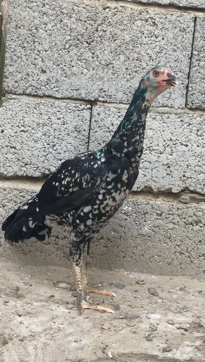 دجاج سندي بسعر مناسب جدا 9