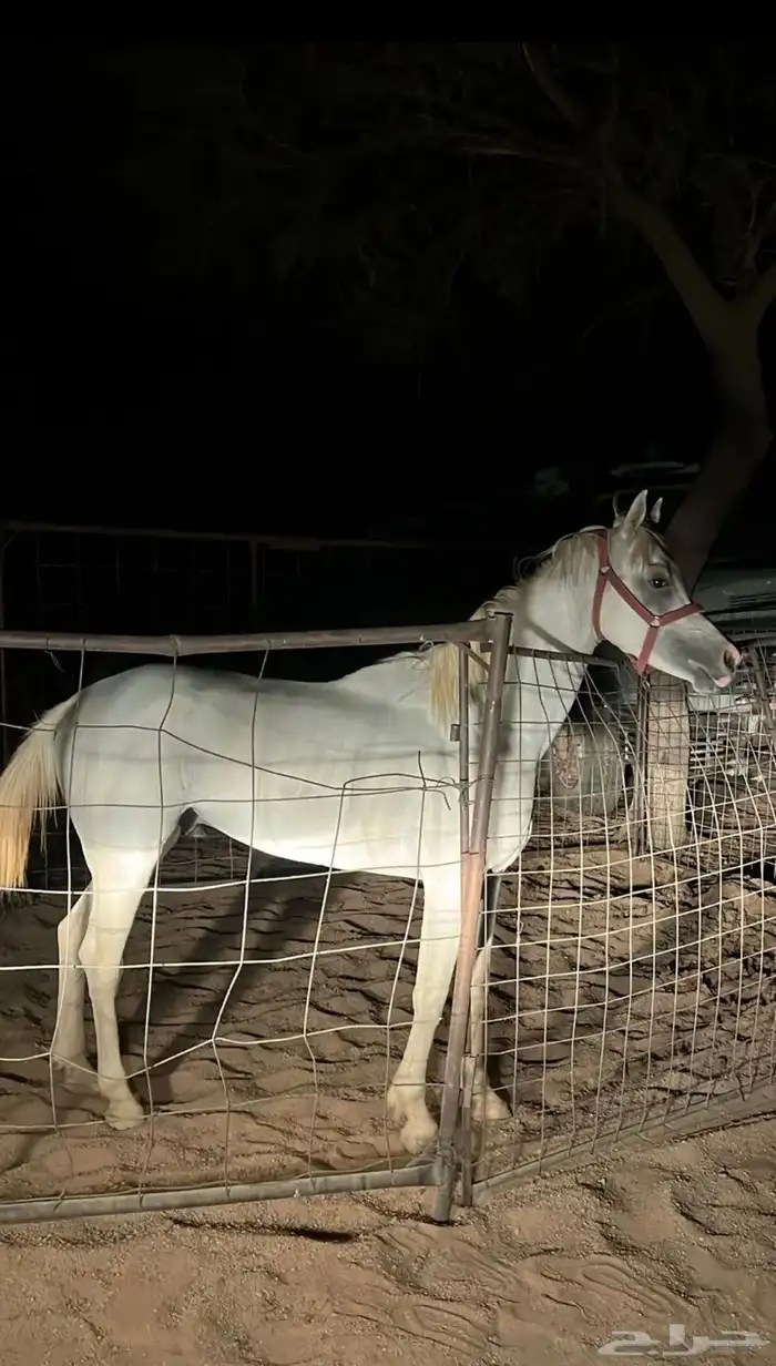 خيل واهو بأوراقه 2