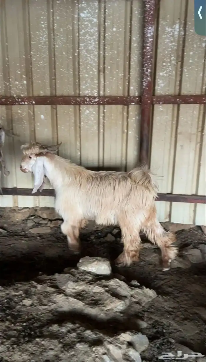 تيس صنف فاخر 2