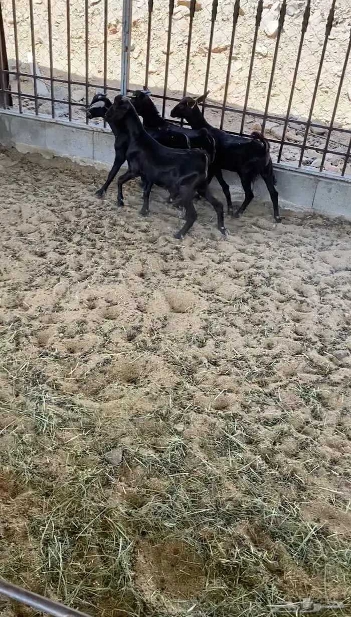 للبيع 4 تيوس 0