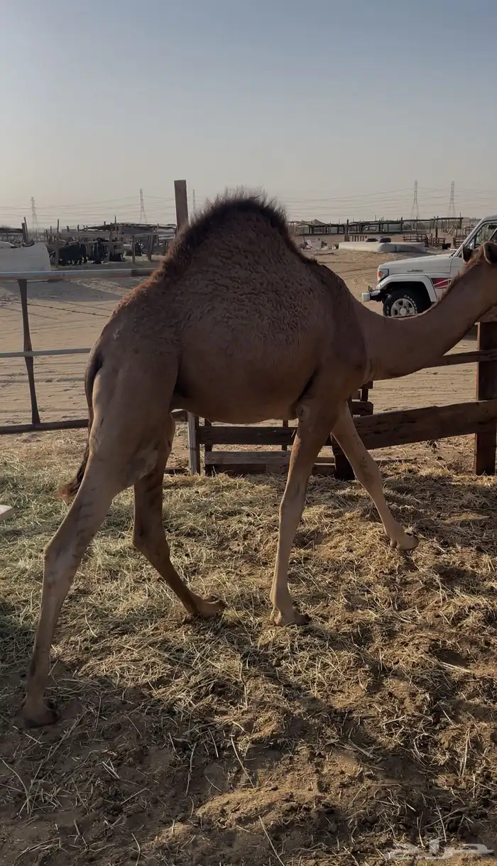 قعدان للبيع 0