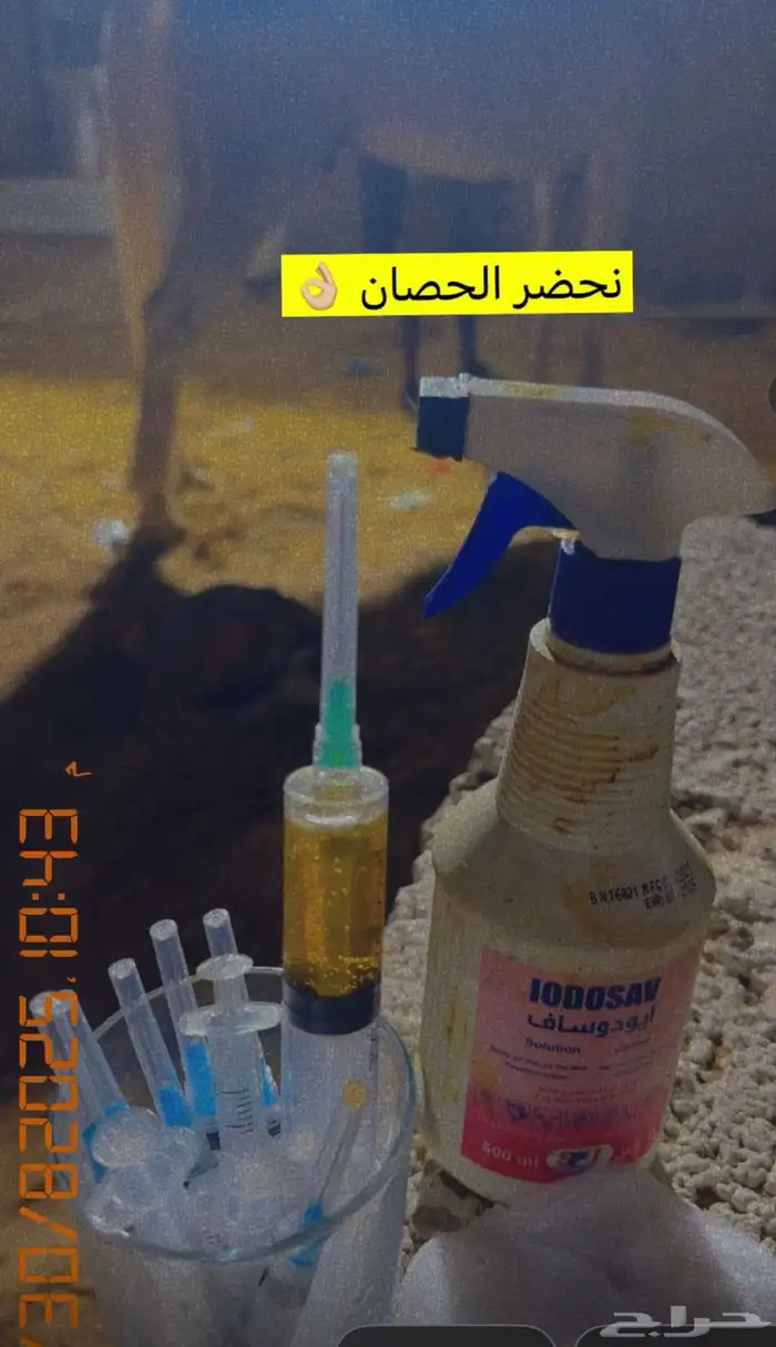 علاج جميع مشاكل قوائم الخيل 1
