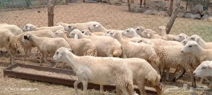 مهجن حري من 650 ريال 3