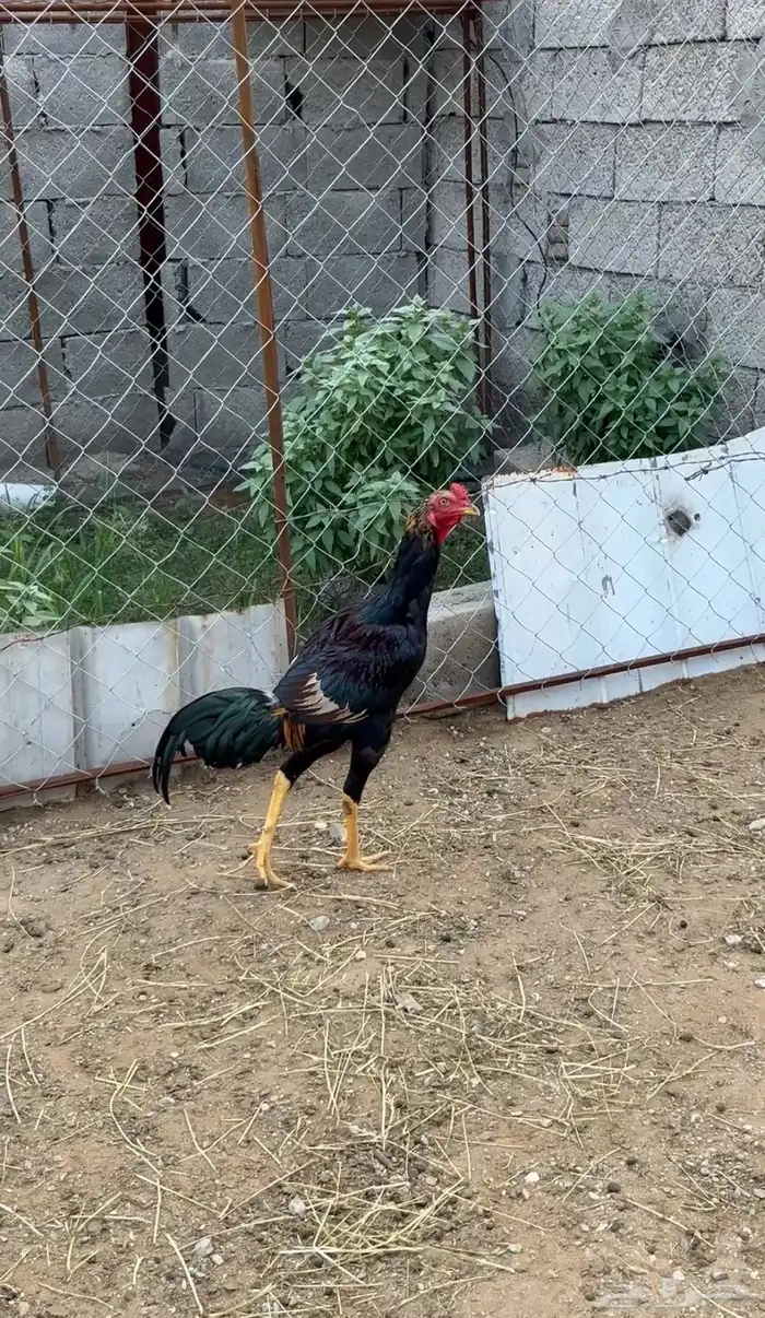 دجاج باكستاني للبيع 4