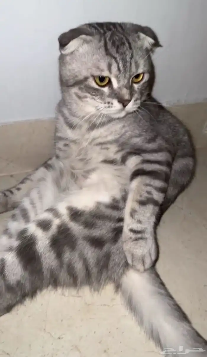سكوتش ذكر للبيع 2
