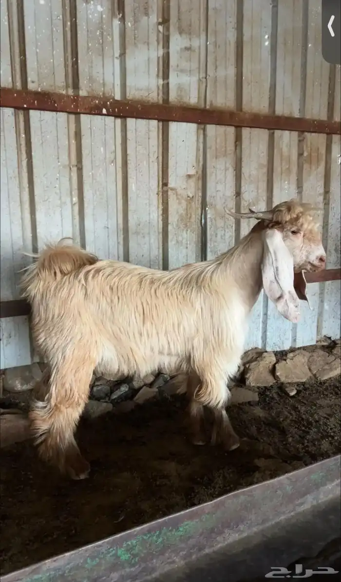 تيس صنف فاخر 1