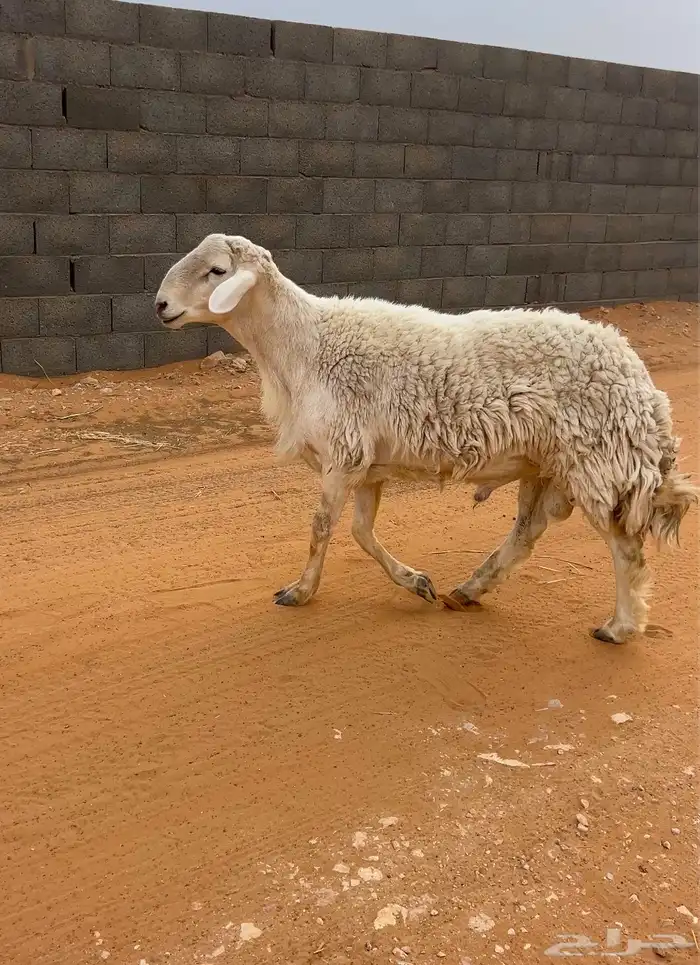 فحل حري كشروط 0