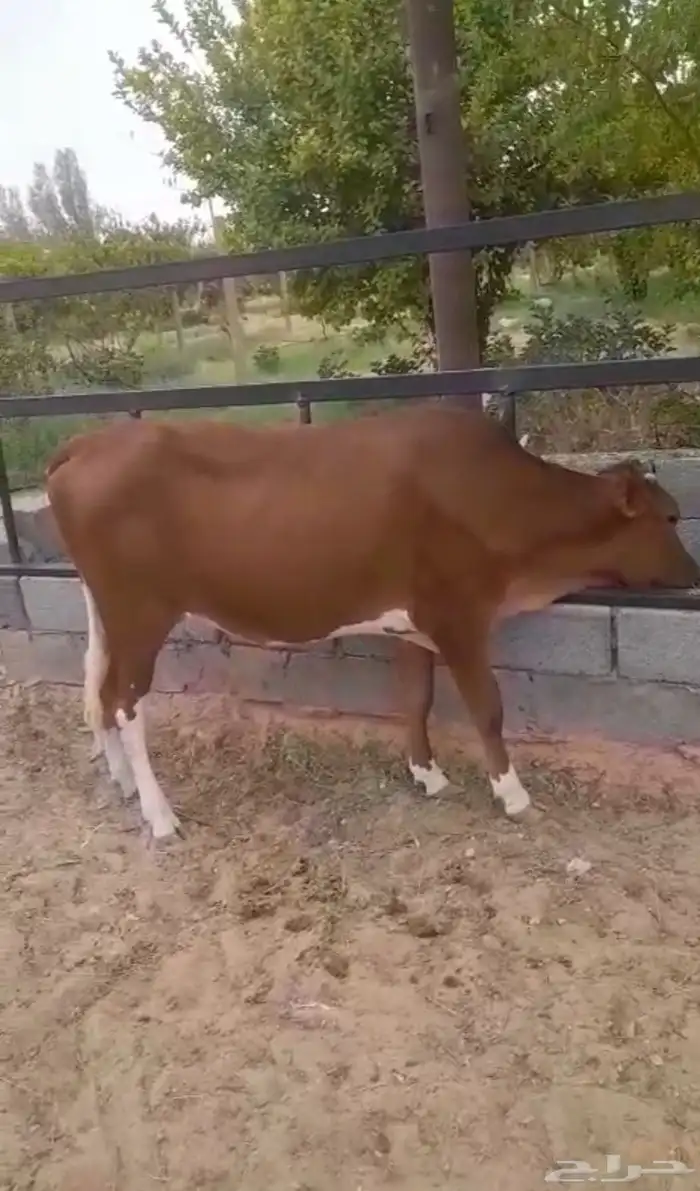 للبيع بقرة جيرسي 0